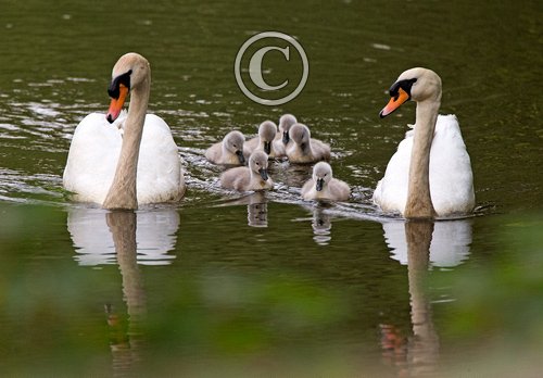 Mute Swans and Cygnets  DM1730